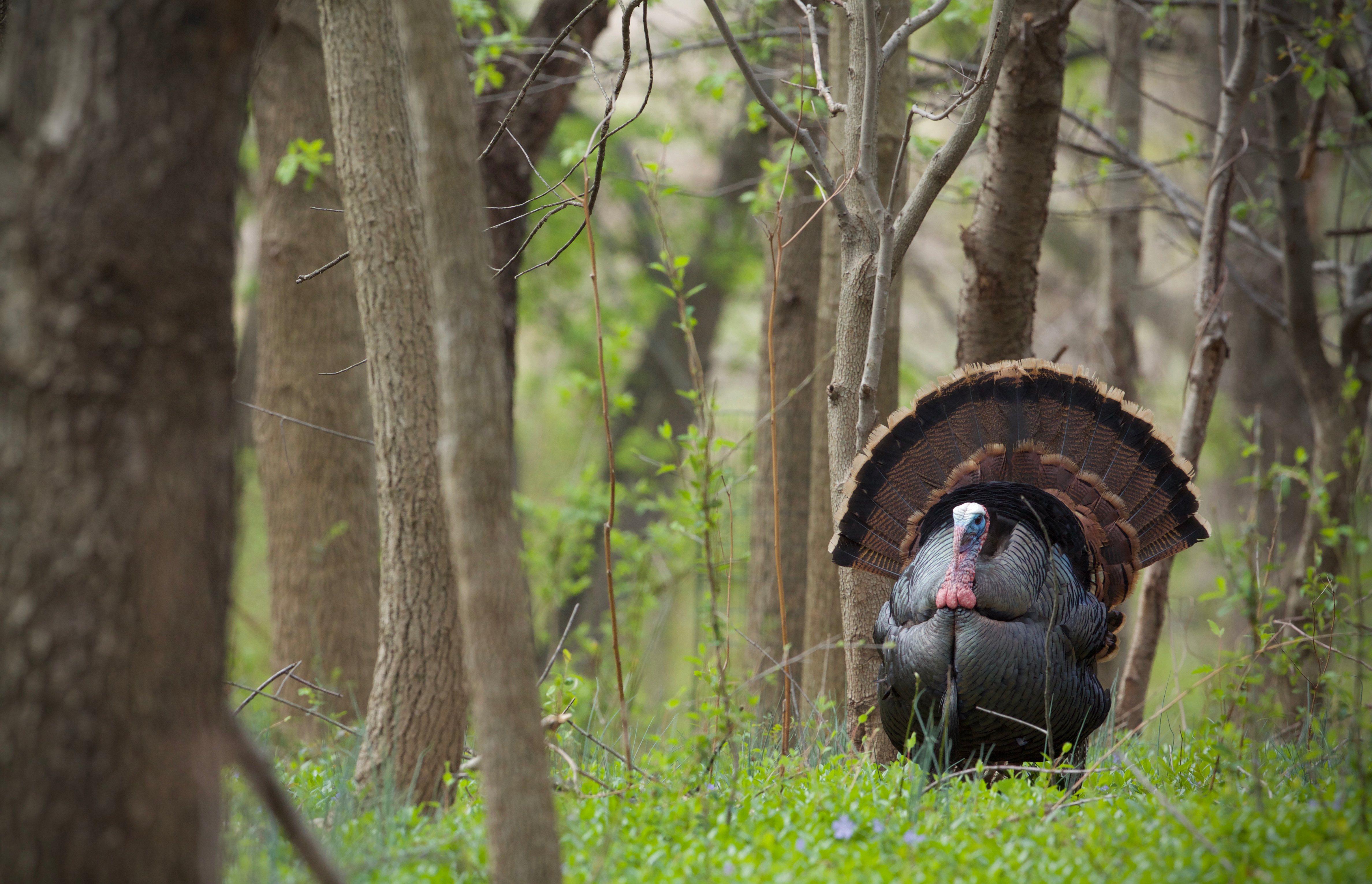 Report: TX Habitat Loss Impacts Wildlife, Hunting, Fishing