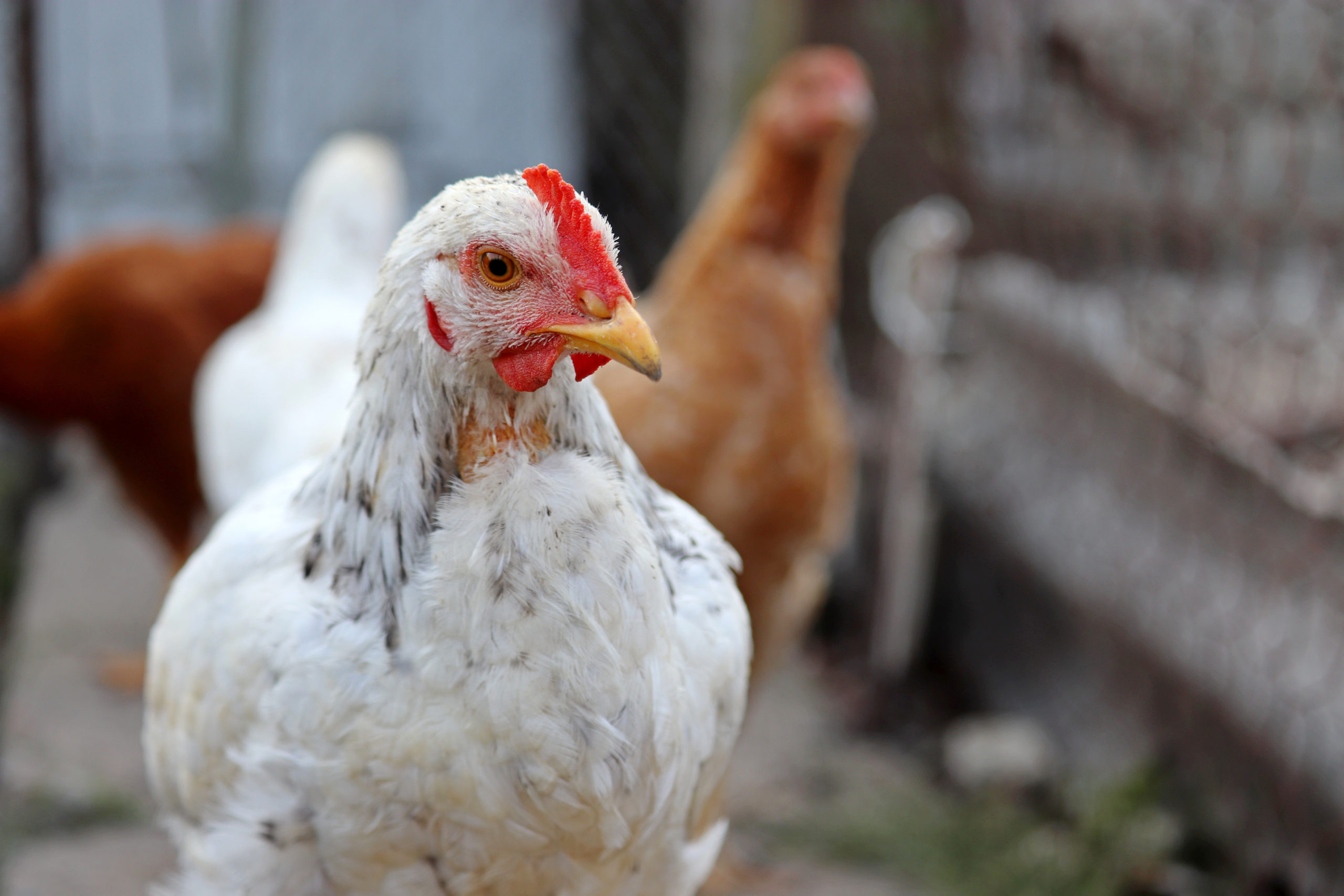 Highly Pathogenic Avian Flu Found at Lancaster County Poultry Farm